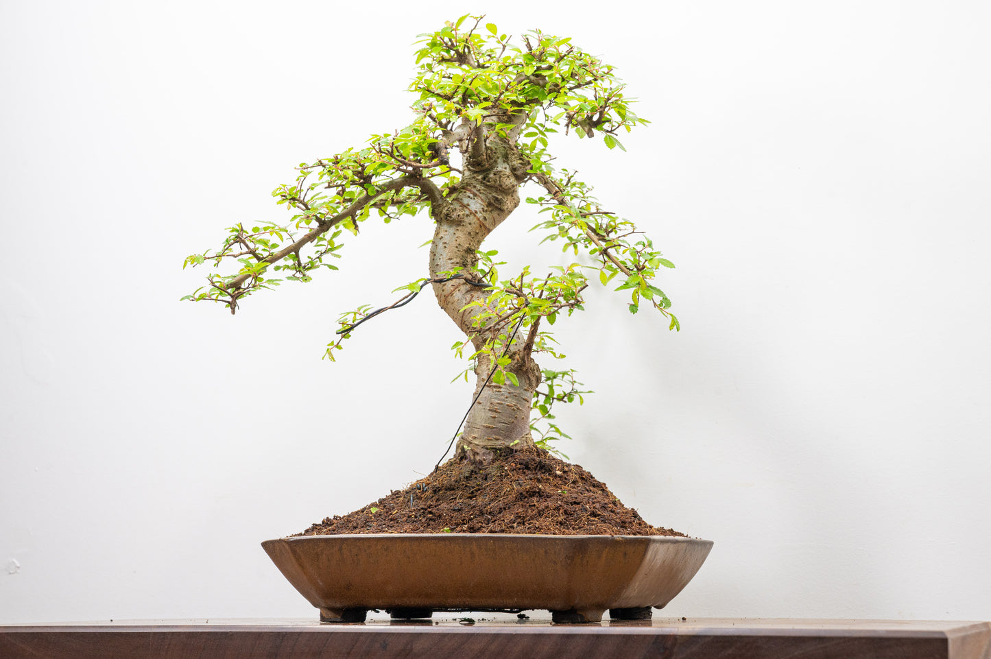 Large Chinese Elm Bonsai in a 28cm Venus Brown Dish
