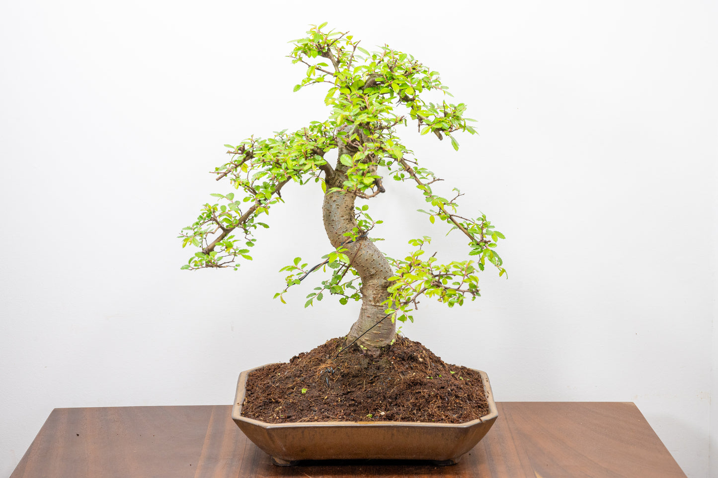 Large Chinese Elm Bonsai in a 28cm Venus Brown Dish