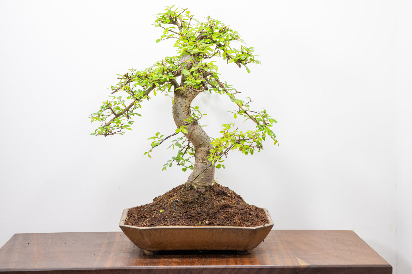Large Chinese Elm Bonsai in a 28cm Venus Brown Dish
