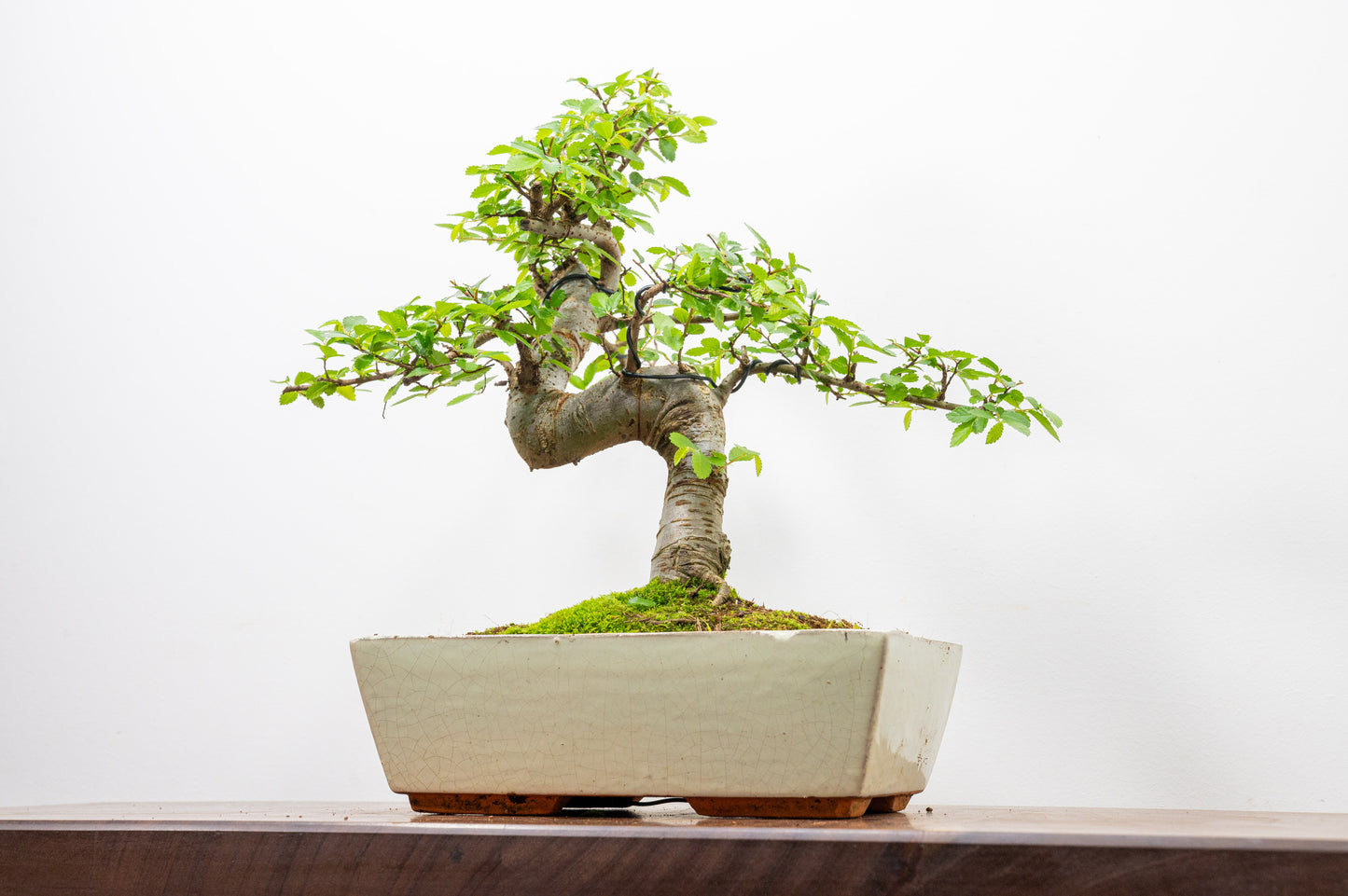 Chinese Elm Bonsai and Care Kit in 28cm Cream Ceramic Pot