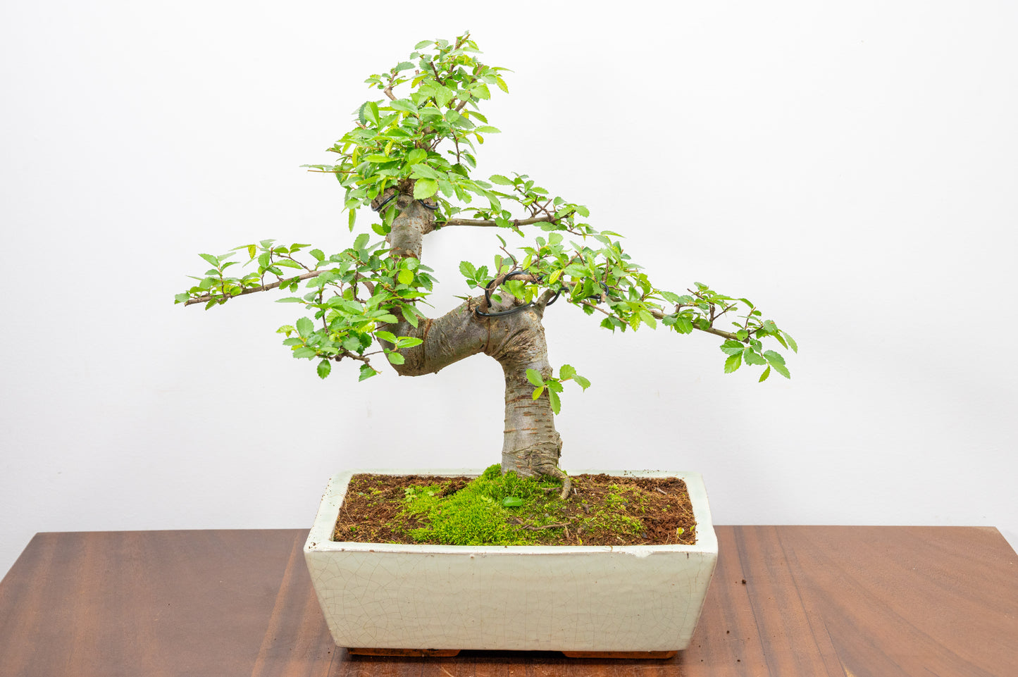 Chinese Elm Bonsai and Care Kit in 28cm Cream Ceramic Pot