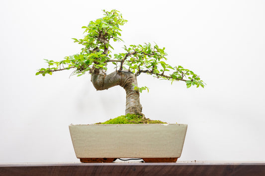 Chinese Elm Bonsai and Care Kit in 28cm Cream Ceramic Pot