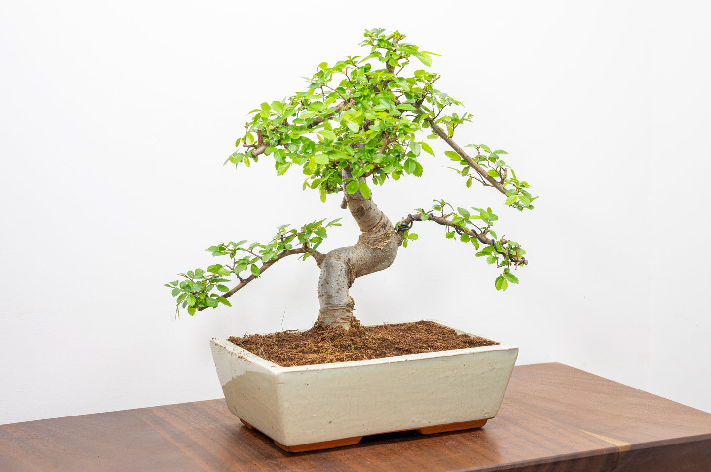 Chinese Elm Bonsai and Care Kit in 25cm Cream Ceramic Pot