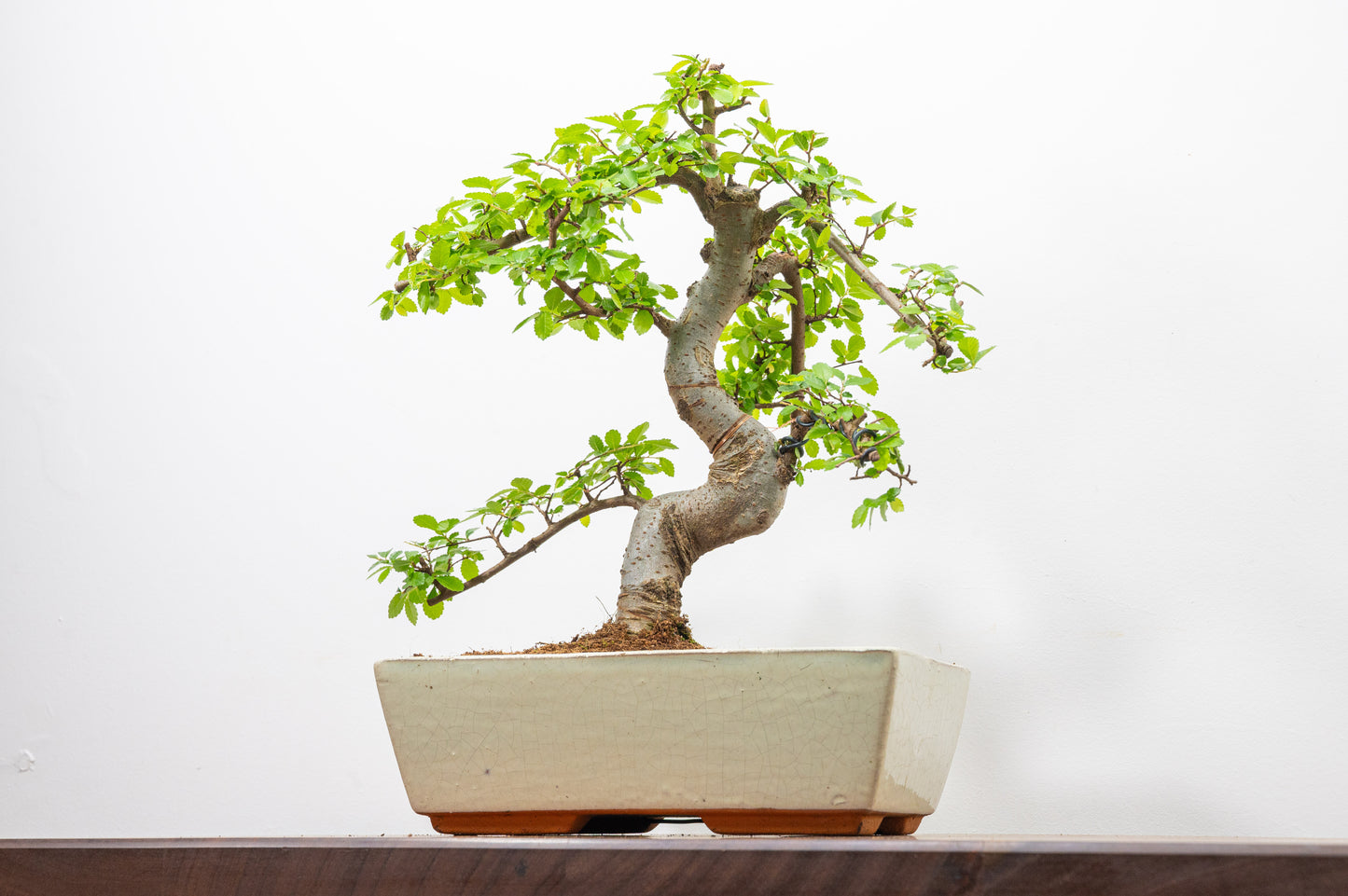 Chinese Elm Bonsai and Care Kit in 25cm Cream Ceramic Pot