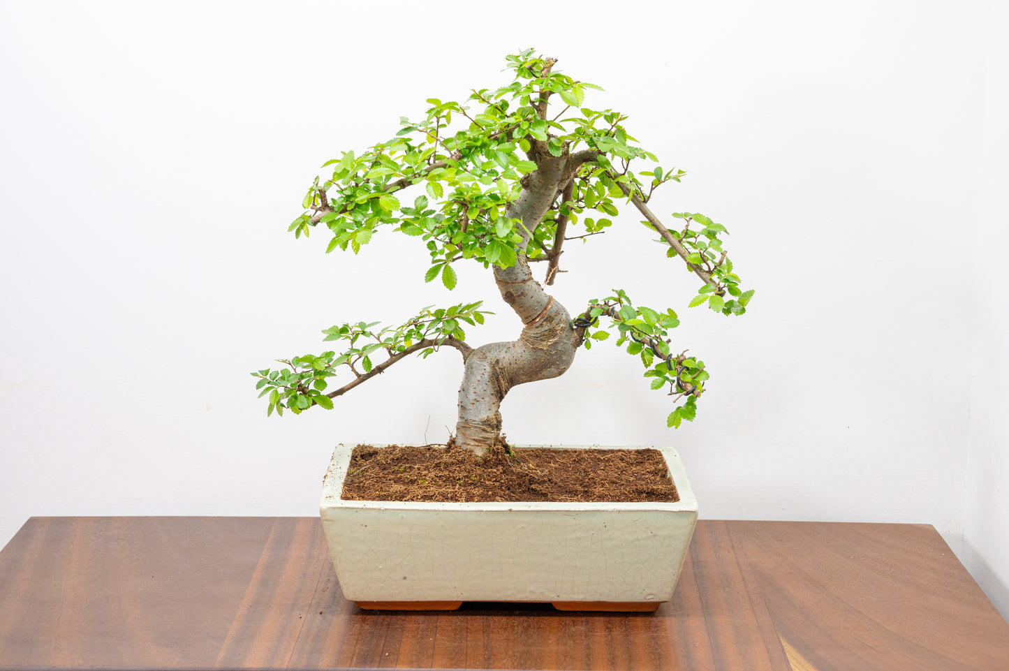 Chinese Elm Bonsai and Care Kit in 25cm Cream Ceramic Pot