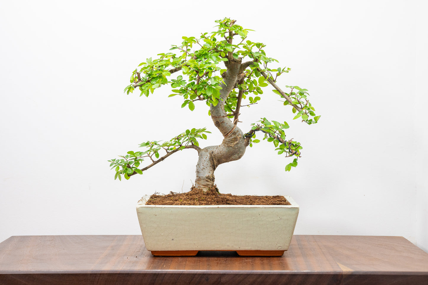 Chinese Elm Bonsai and Care Kit in 25cm Cream Ceramic Pot