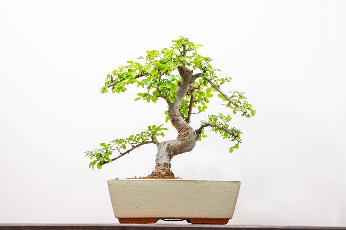 Chinese Elm Bonsai and Care Kit in 25cm Cream Ceramic Pot