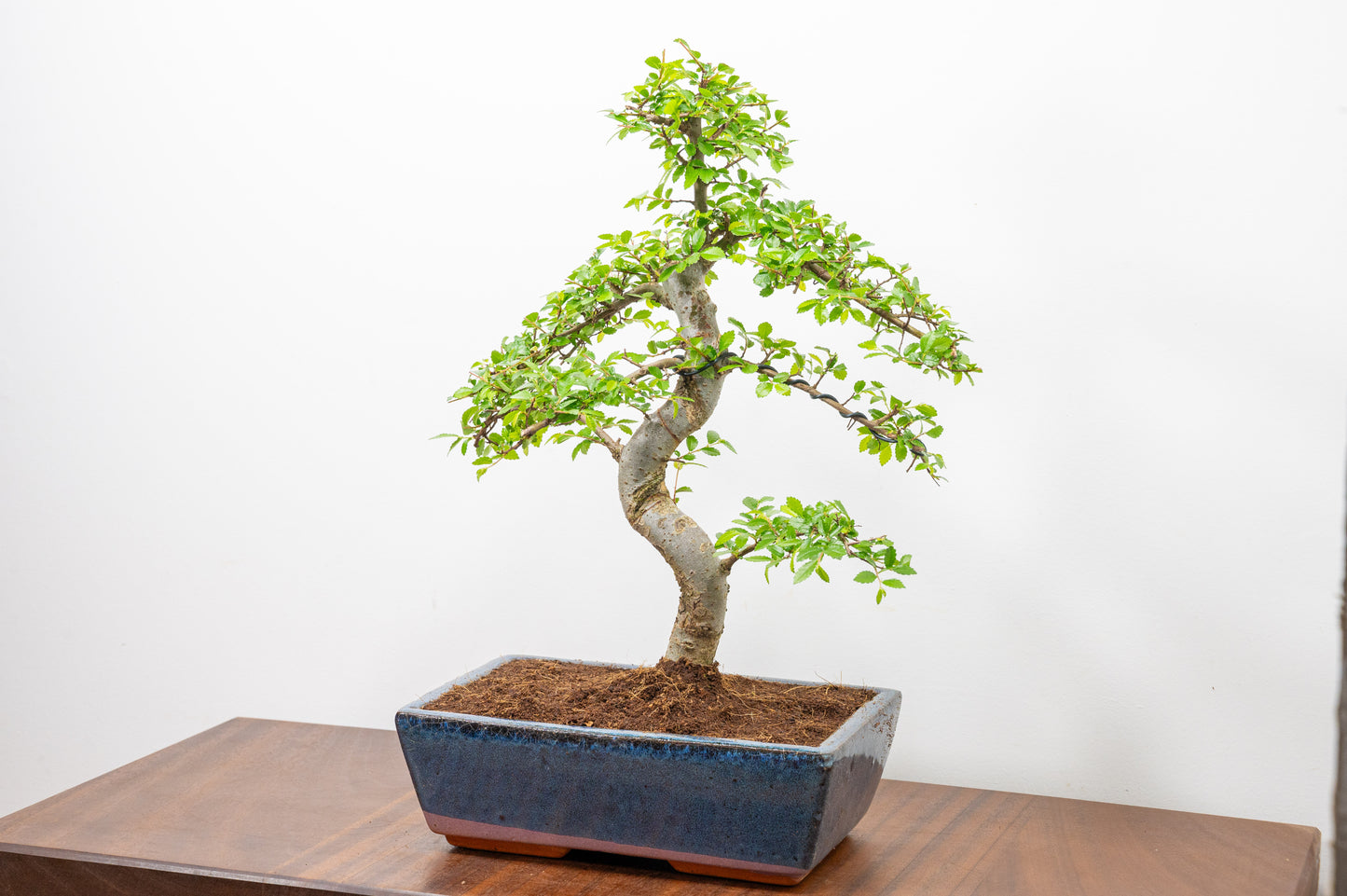 Chinese Elm Bonsai and Care Kit in 25cm Navy Ceramic Pot