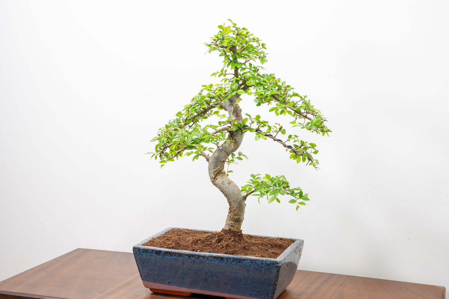 Chinese Elm Bonsai and Care Kit in 25cm Navy Ceramic Pot