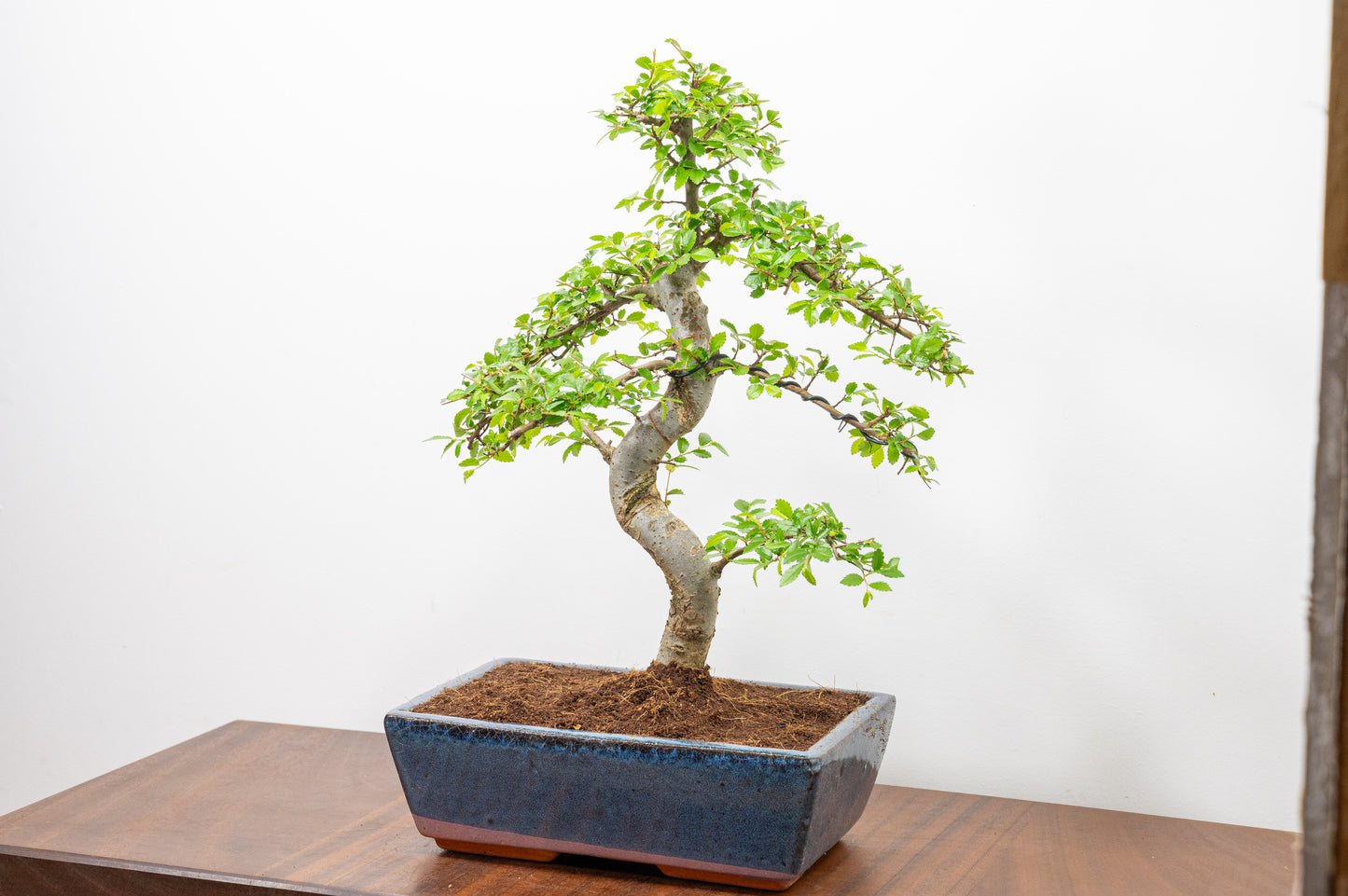 Chinese Elm Bonsai and Care Kit in 25cm Navy Ceramic Pot
