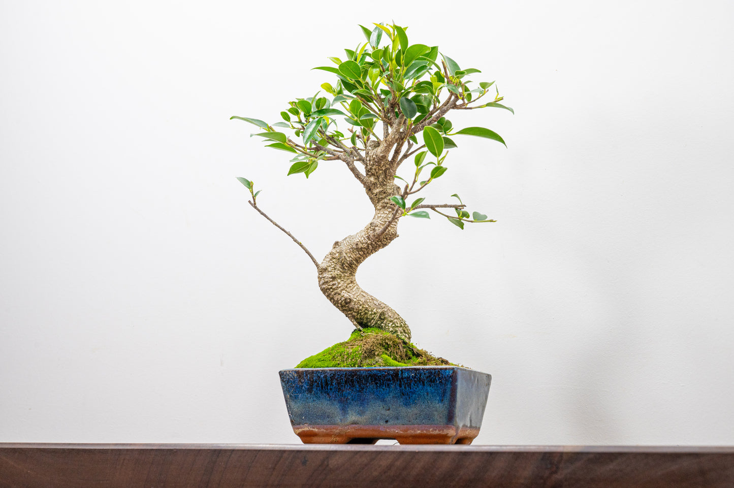 Banyan Fig Bonsai S Trunk - 15cm Blue Ceramic Pot + Care Kit