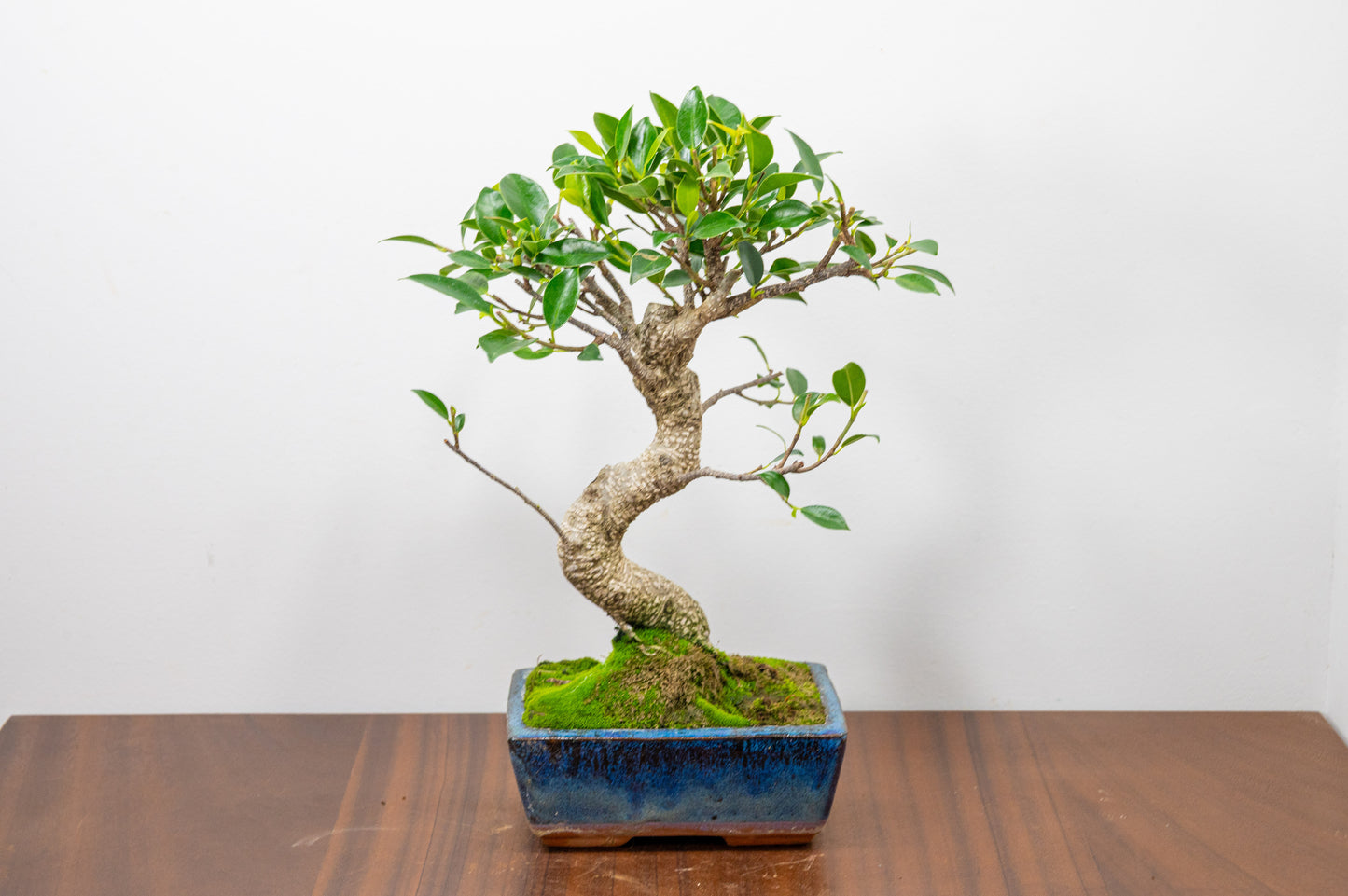 Banyan Fig Bonsai S Trunk - 15cm Blue Ceramic Pot + Care Kit