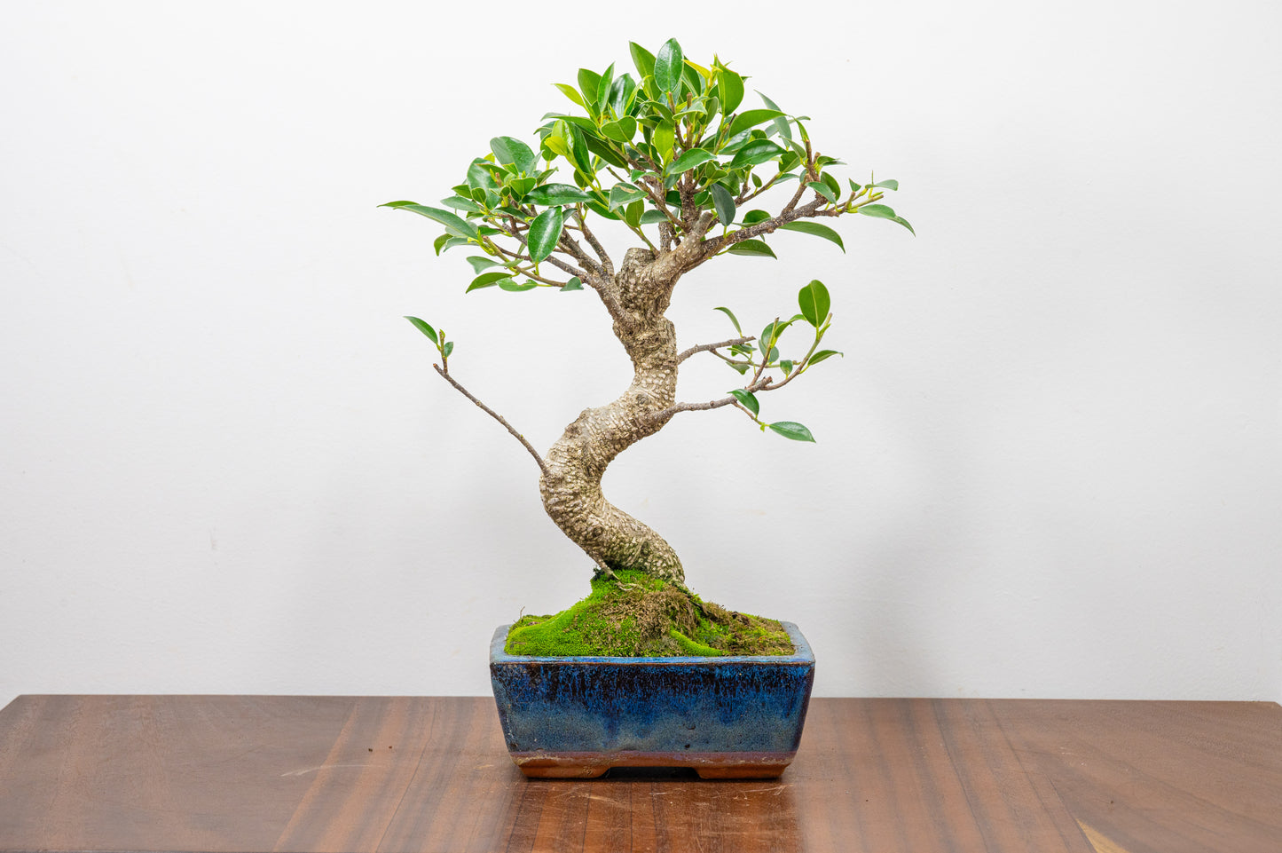 Banyan Fig Bonsai S Trunk - 15cm Blue Ceramic Pot + Care Kit