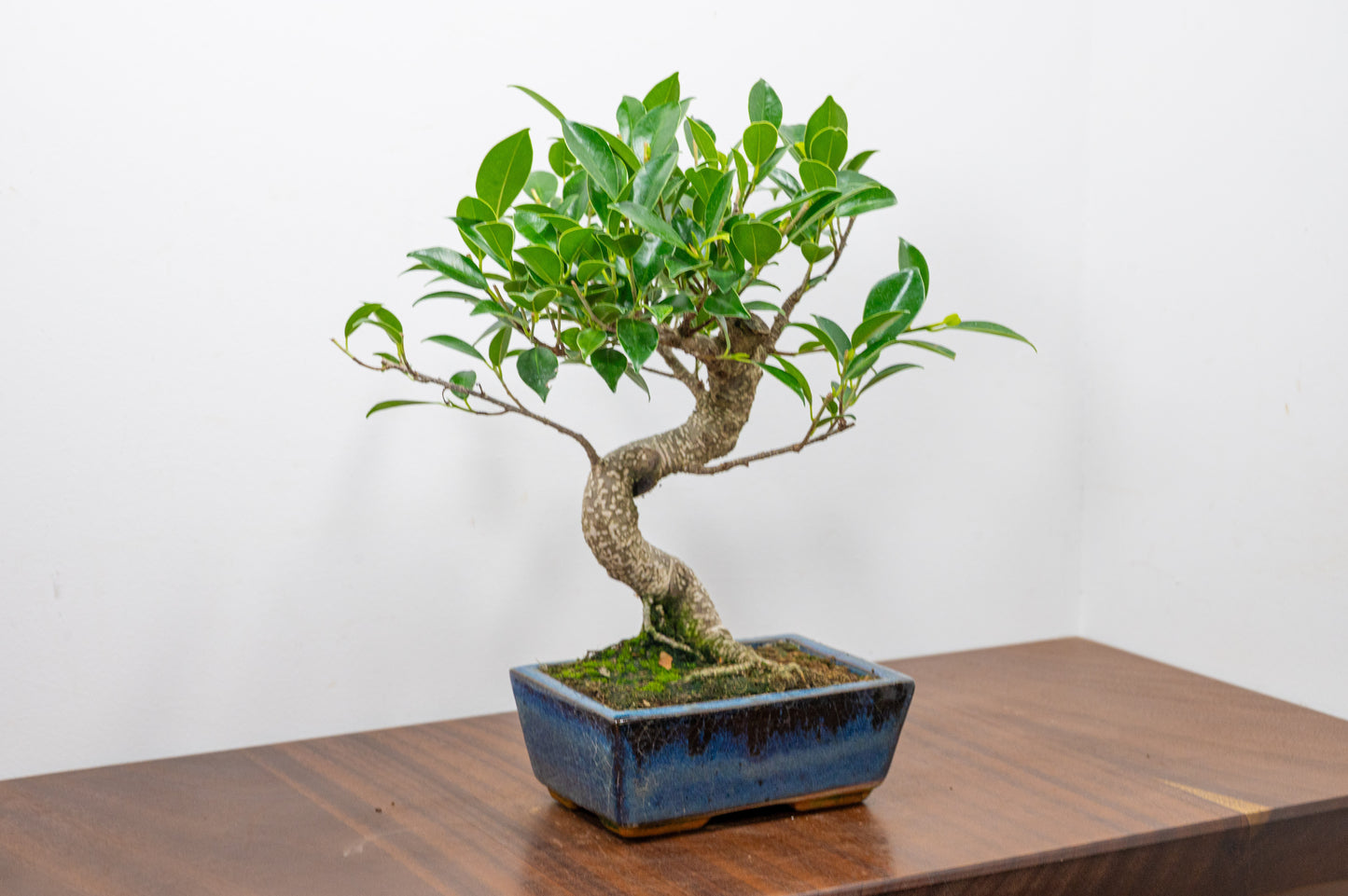 Banyan Fig Bonsai S Trunk - 15cm Blue Ceramic Pot + Care Kit