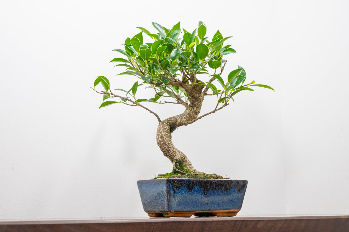 Banyan Fig Bonsai S Trunk - 15cm Blue Ceramic Pot + Care Kit