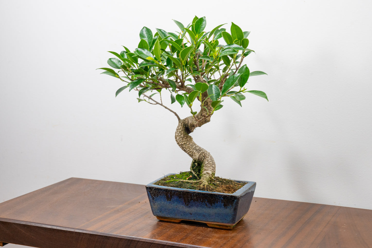Banyan Fig Bonsai S Trunk - 15cm Blue Ceramic Pot + Care Kit