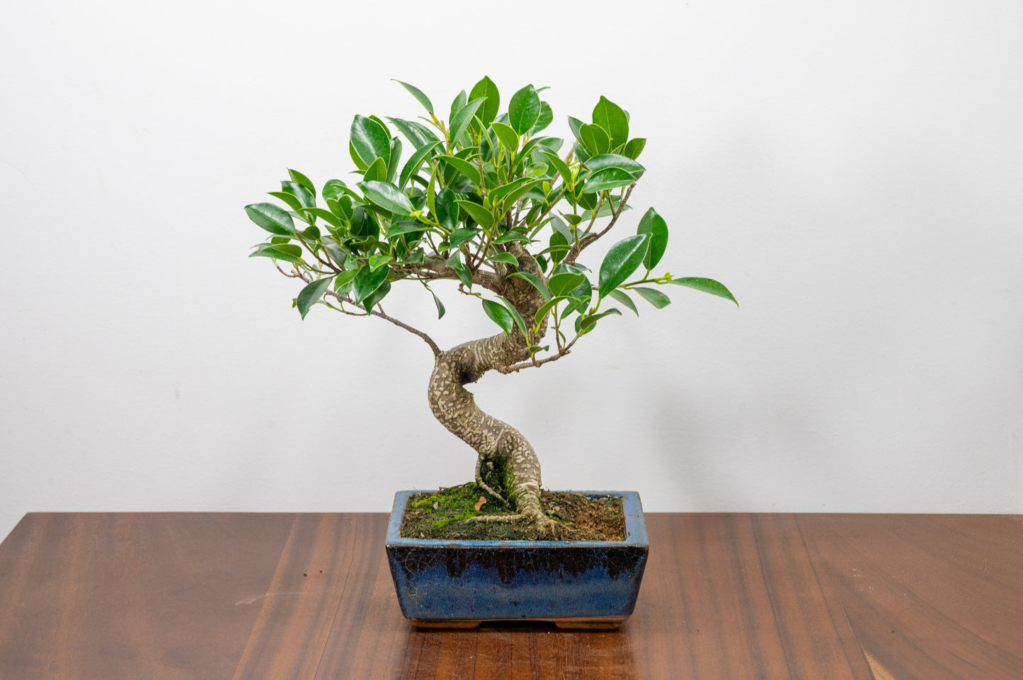 Banyan Fig Bonsai S Trunk - 15cm Blue Ceramic Pot + Care Kit