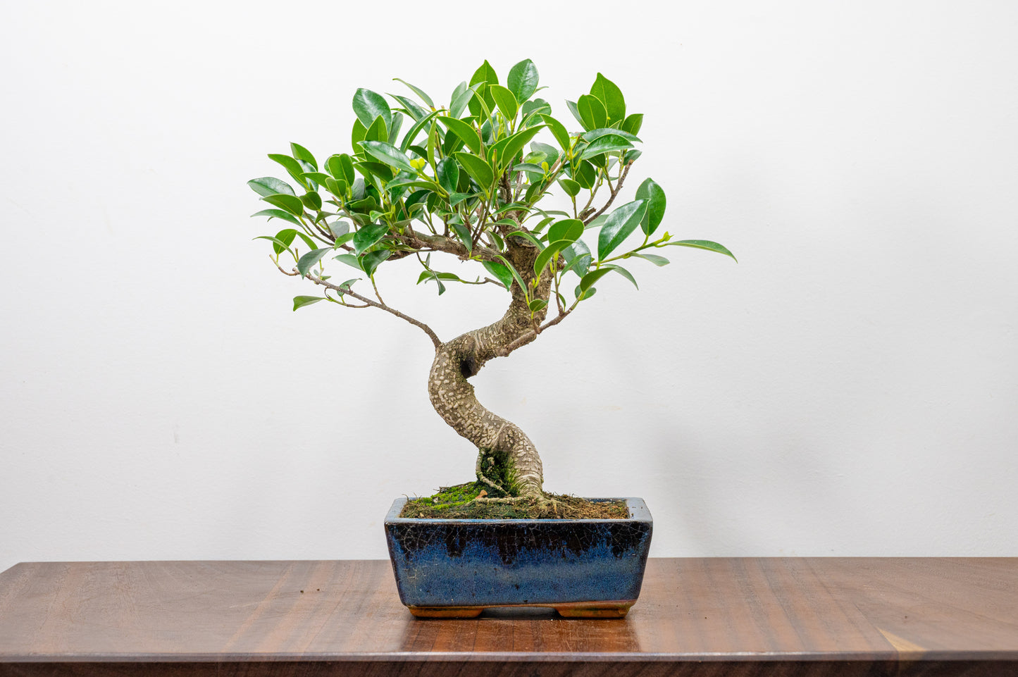 Banyan Fig Bonsai S Trunk - 15cm Blue Ceramic Pot + Care Kit