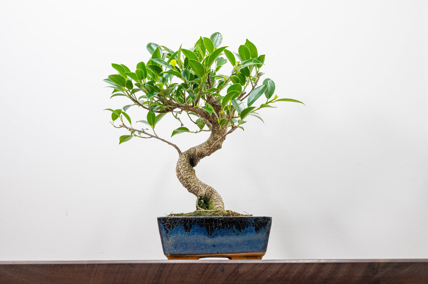 Banyan Fig Bonsai S Trunk - 15cm Blue Ceramic Pot + Care Kit