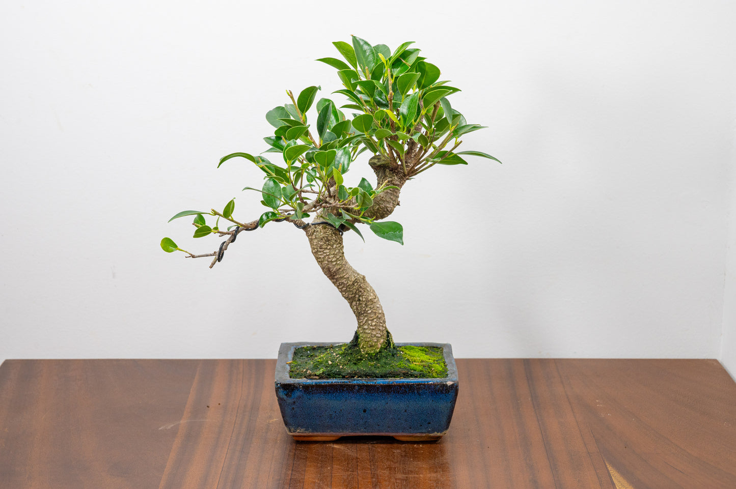 Banyan Fig Bonsai S Trunk - 15cm Blue Ceramic Pot + Care Kit