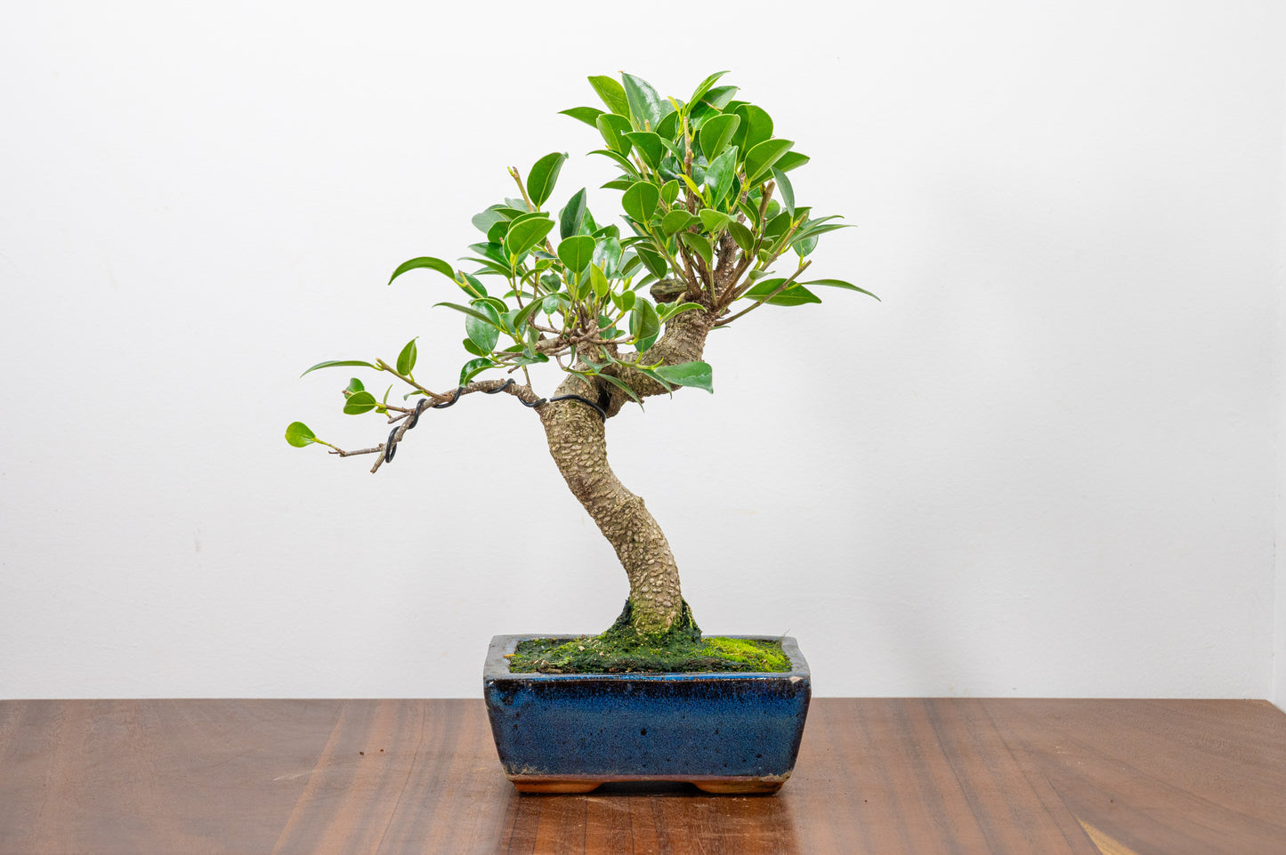 Banyan Fig Bonsai S Trunk - 15cm Blue Ceramic Pot + Care Kit