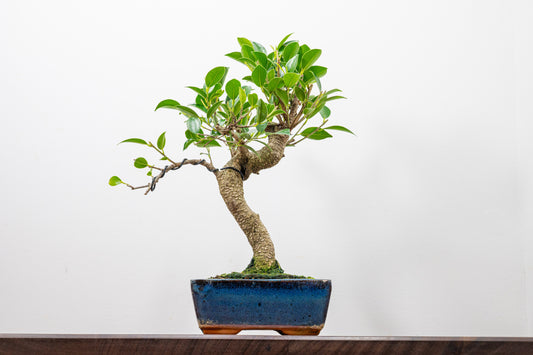 Banyan Fig Bonsai  S Trunk - 15cm Blue Ceramic Pot + Care Kit