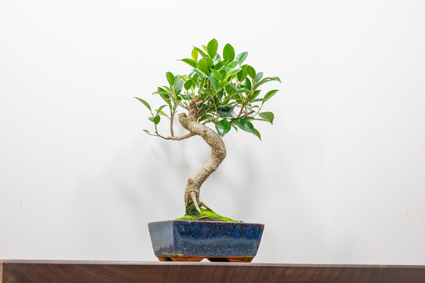 Banyan Fig Bonsai S Trunk - 15cm Blue Ceramic Pot + Care Kit