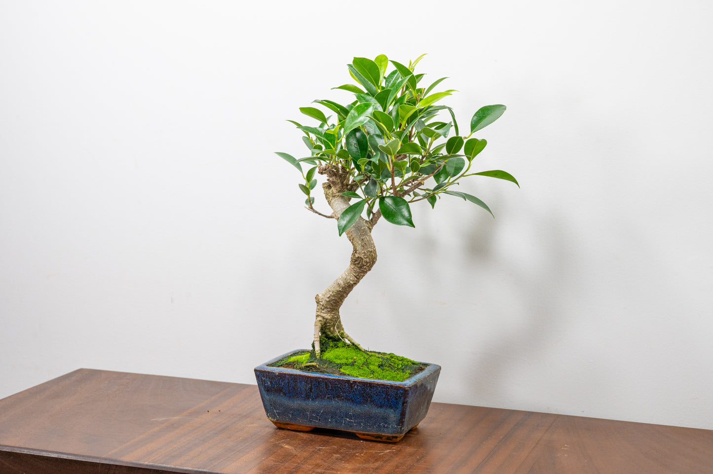 Banyan Fig Bonsai S Trunk - 15cm Blue Ceramic Pot + Care Kit
