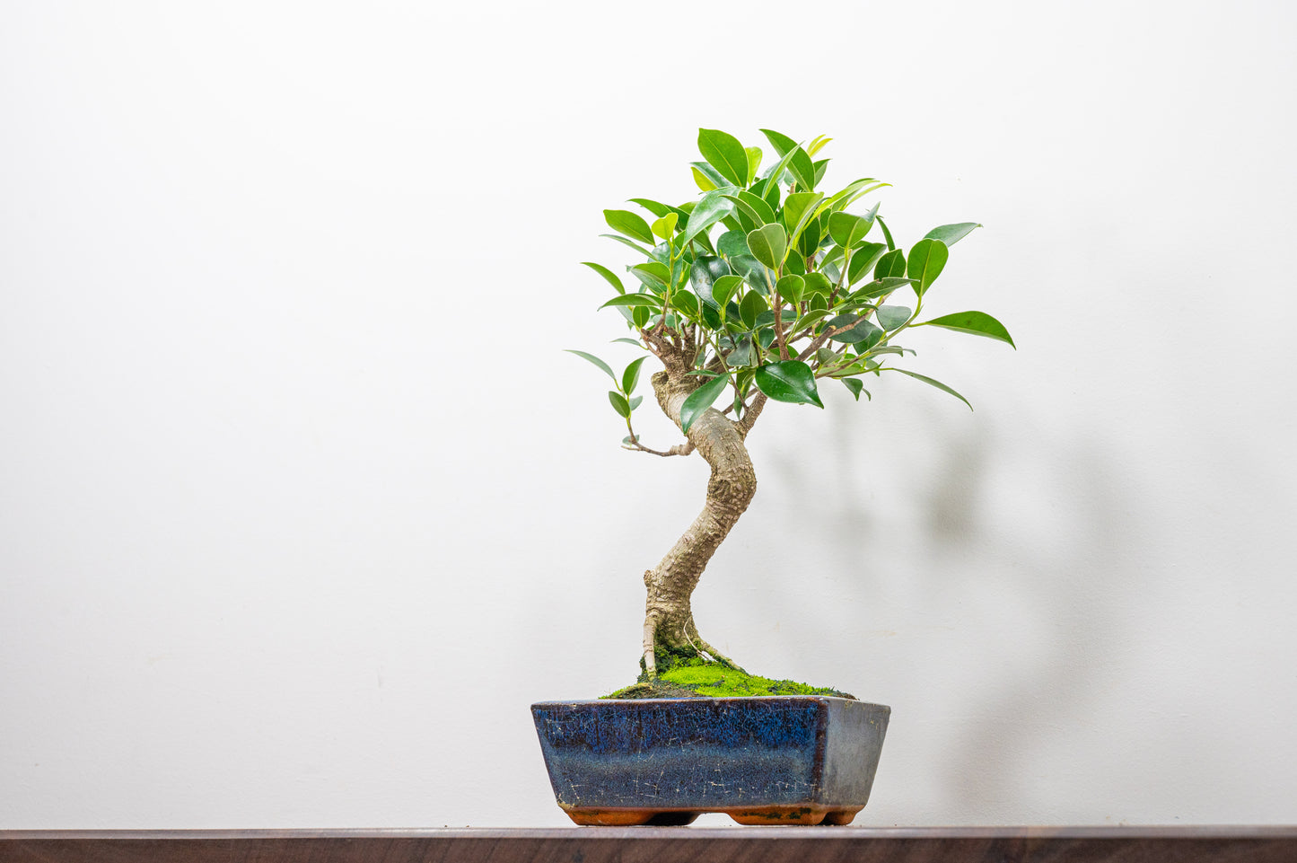 Banyan Fig Bonsai S Trunk - 15cm Blue Ceramic Pot + Care Kit