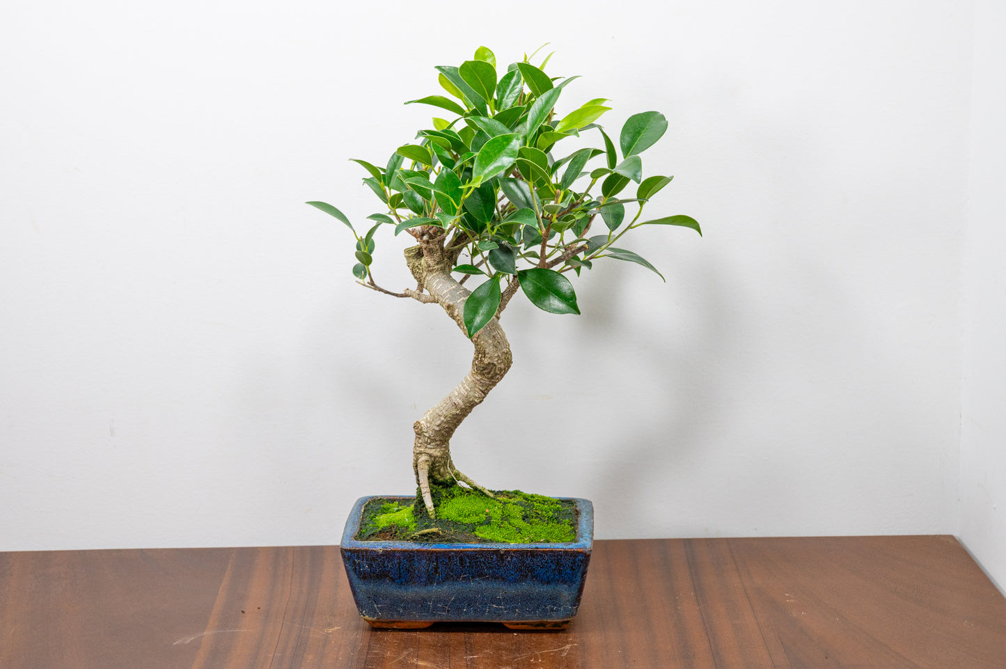 Banyan Fig Bonsai S Trunk - 15cm Blue Ceramic Pot + Care Kit