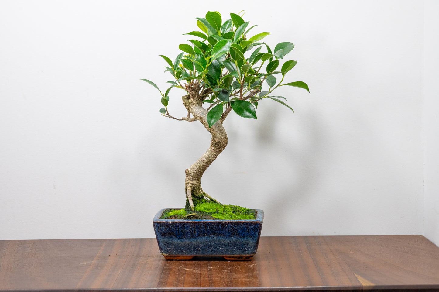 Banyan Fig Bonsai S Trunk - 15cm Blue Ceramic Pot + Care Kit
