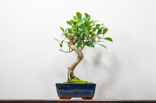 Banyan Fig Bonsai  S Trunk - 15cm Blue Ceramic Pot + Care Kit