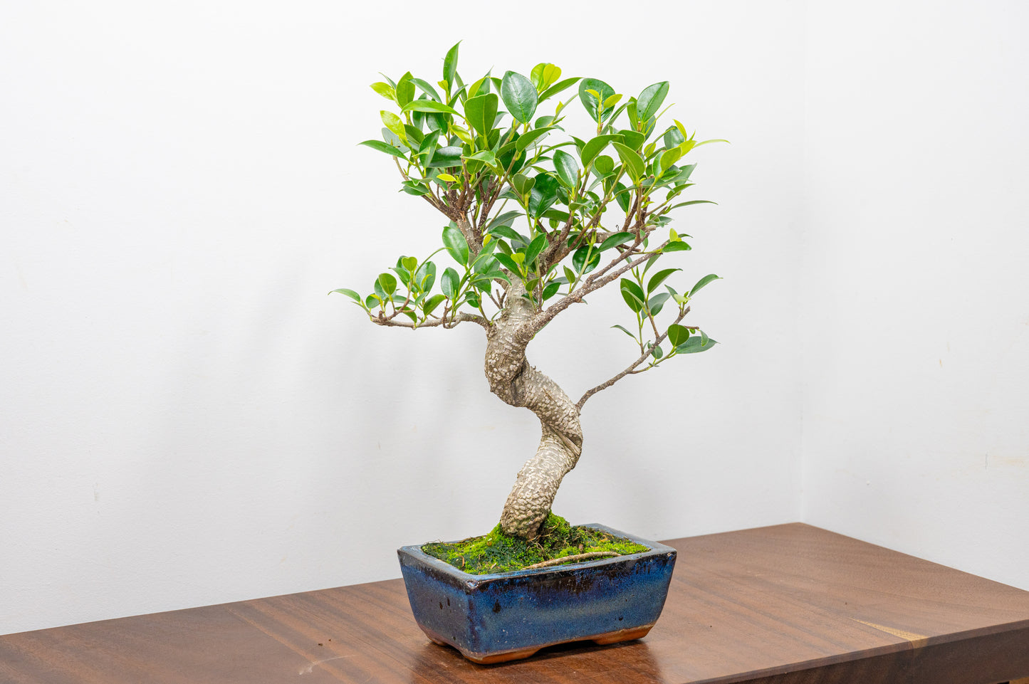 Banyan Fig Bonsai S Trunk - 15cm Blue Ceramic Pot + Care Kit