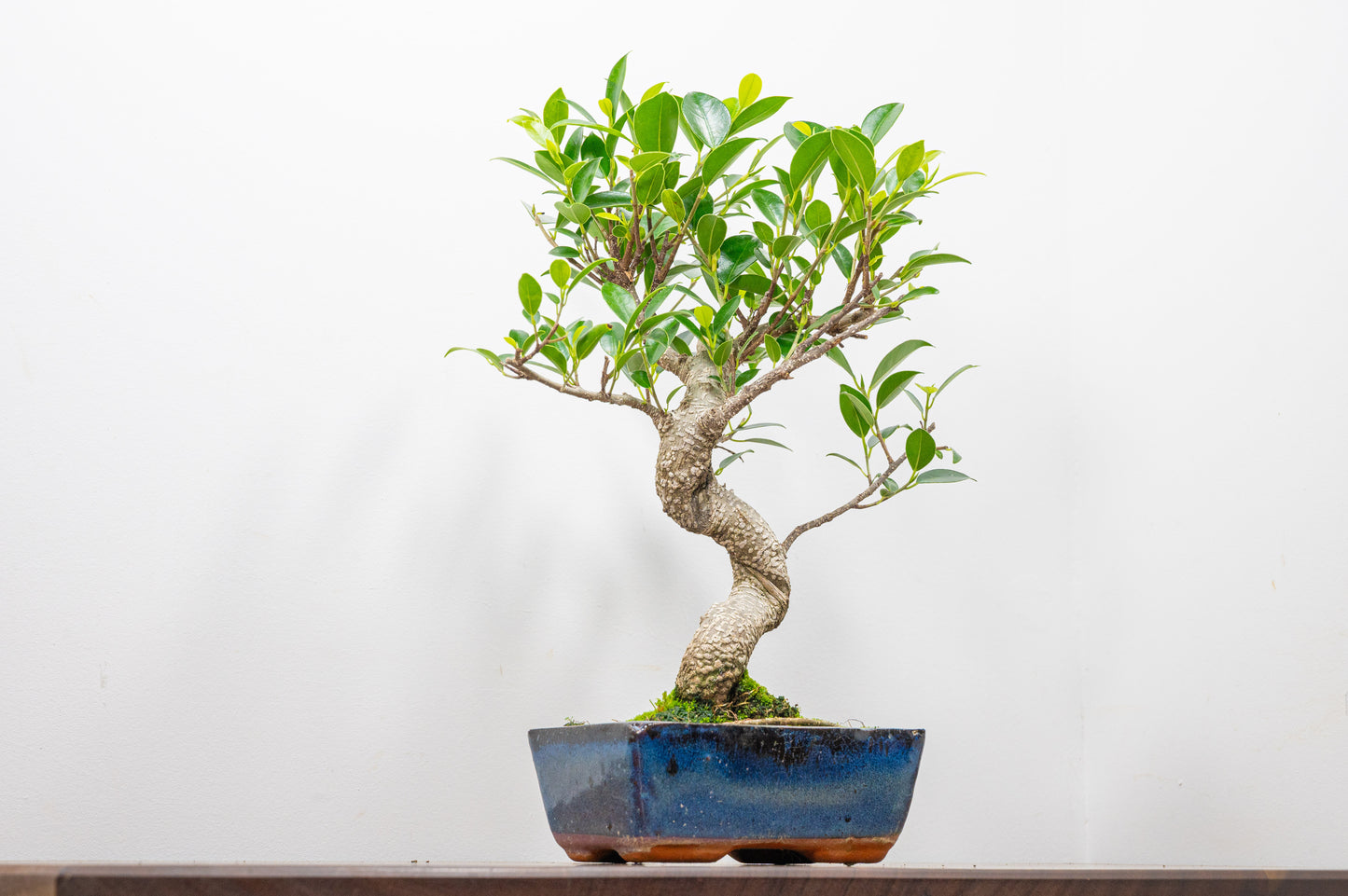 Banyan Fig Bonsai S Trunk - 15cm Blue Ceramic Pot + Care Kit