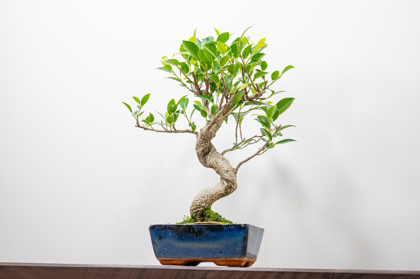Banyan Fig Bonsai S Trunk - 15cm Blue Ceramic Pot + Care Kit
