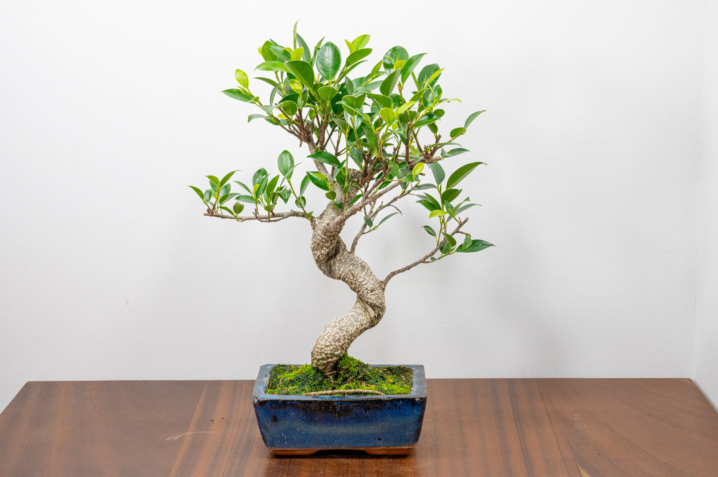 Banyan Fig Bonsai S Trunk - 15cm Blue Ceramic Pot + Care Kit