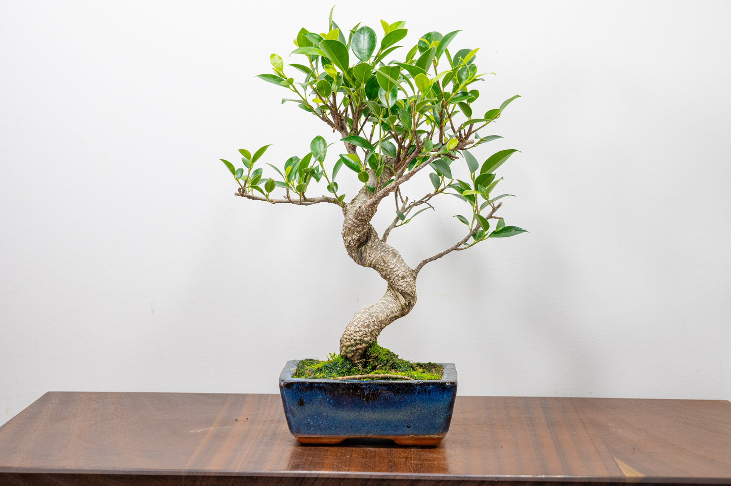 Banyan Fig Bonsai S Trunk - 15cm Blue Ceramic Pot + Care Kit