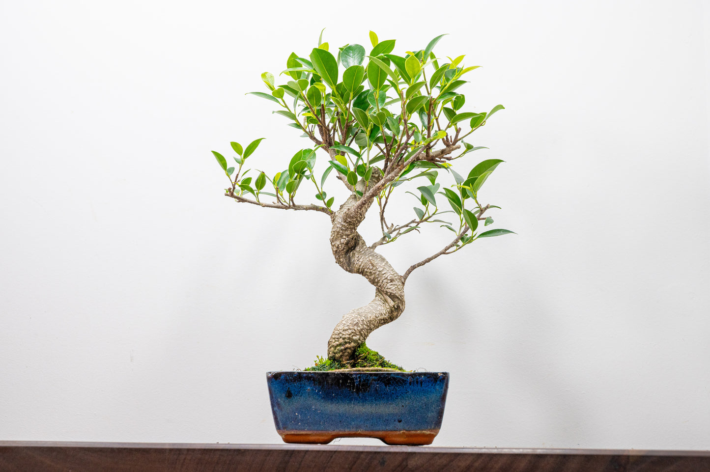 Banyan Fig Bonsai S Trunk - 15cm Blue Ceramic Pot + Care Kit