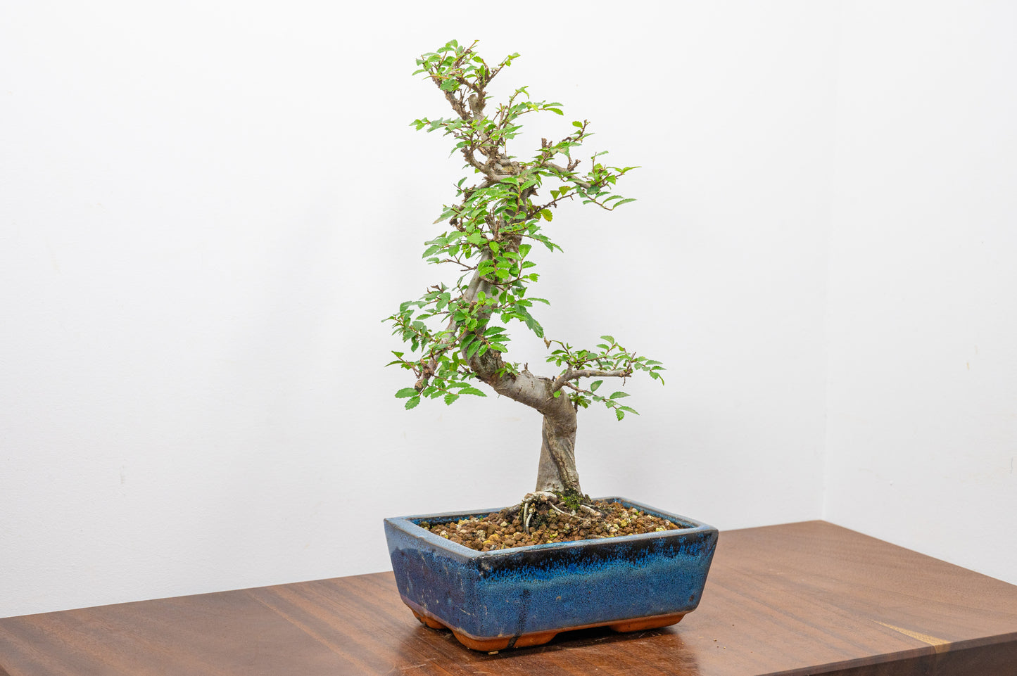 Chinese Elm Bonsai and Care Kit in 18cm Navy Ceramic Pot