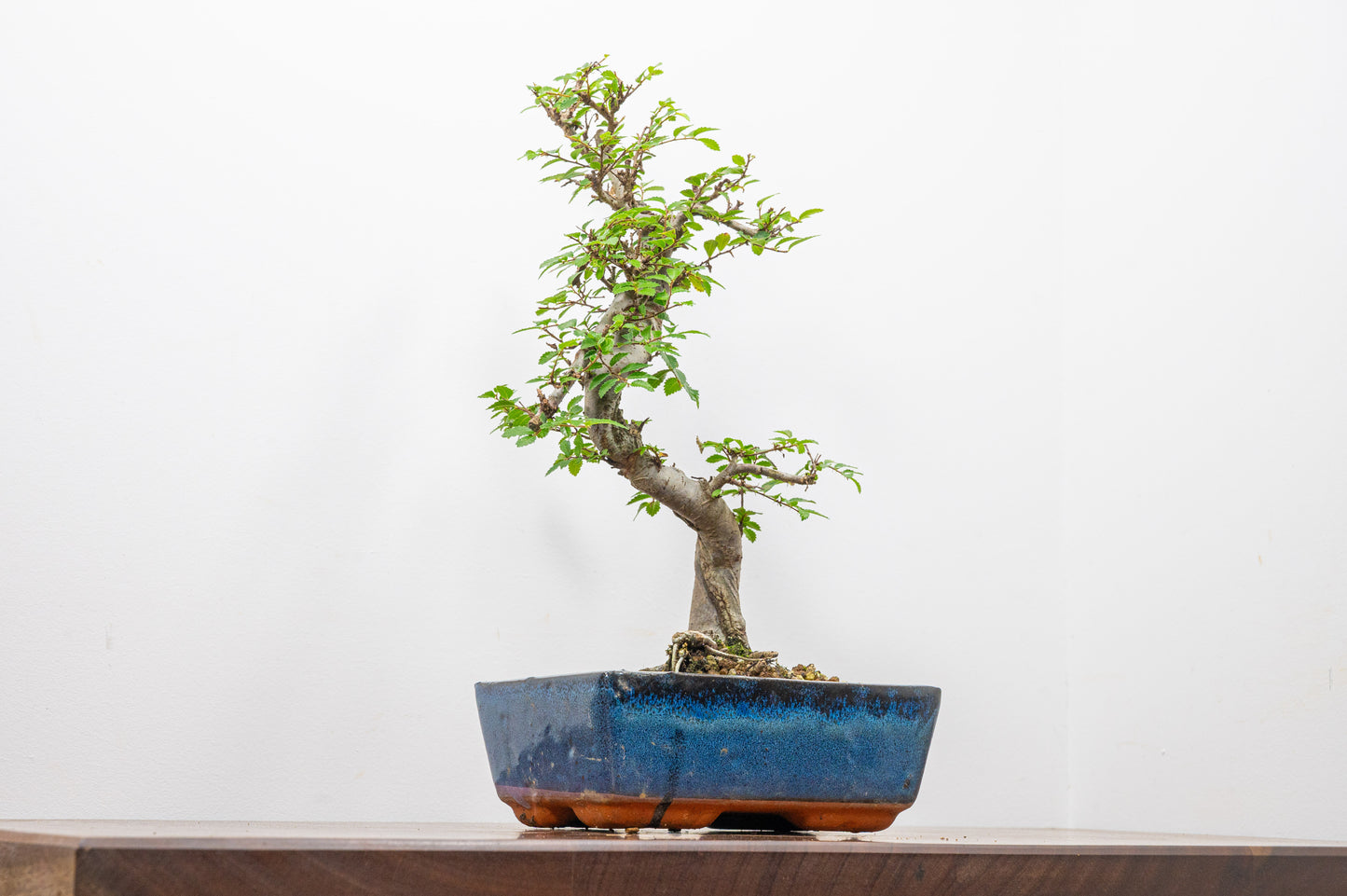 Chinese Elm Bonsai and Care Kit in 18cm Navy Ceramic Pot