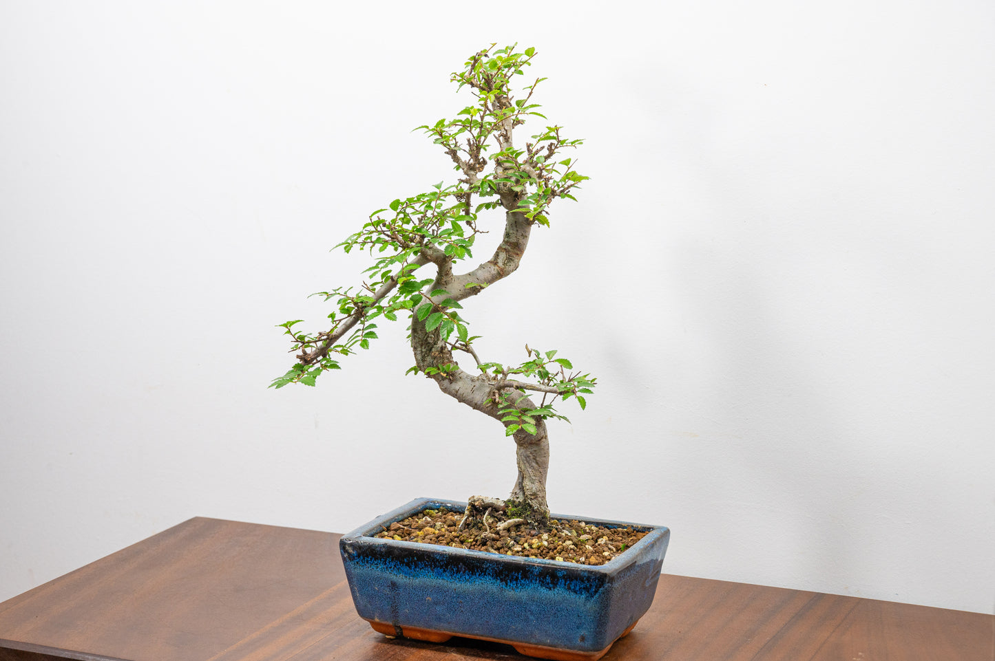 Chinese Elm Bonsai and Care Kit in 18cm Navy Ceramic Pot