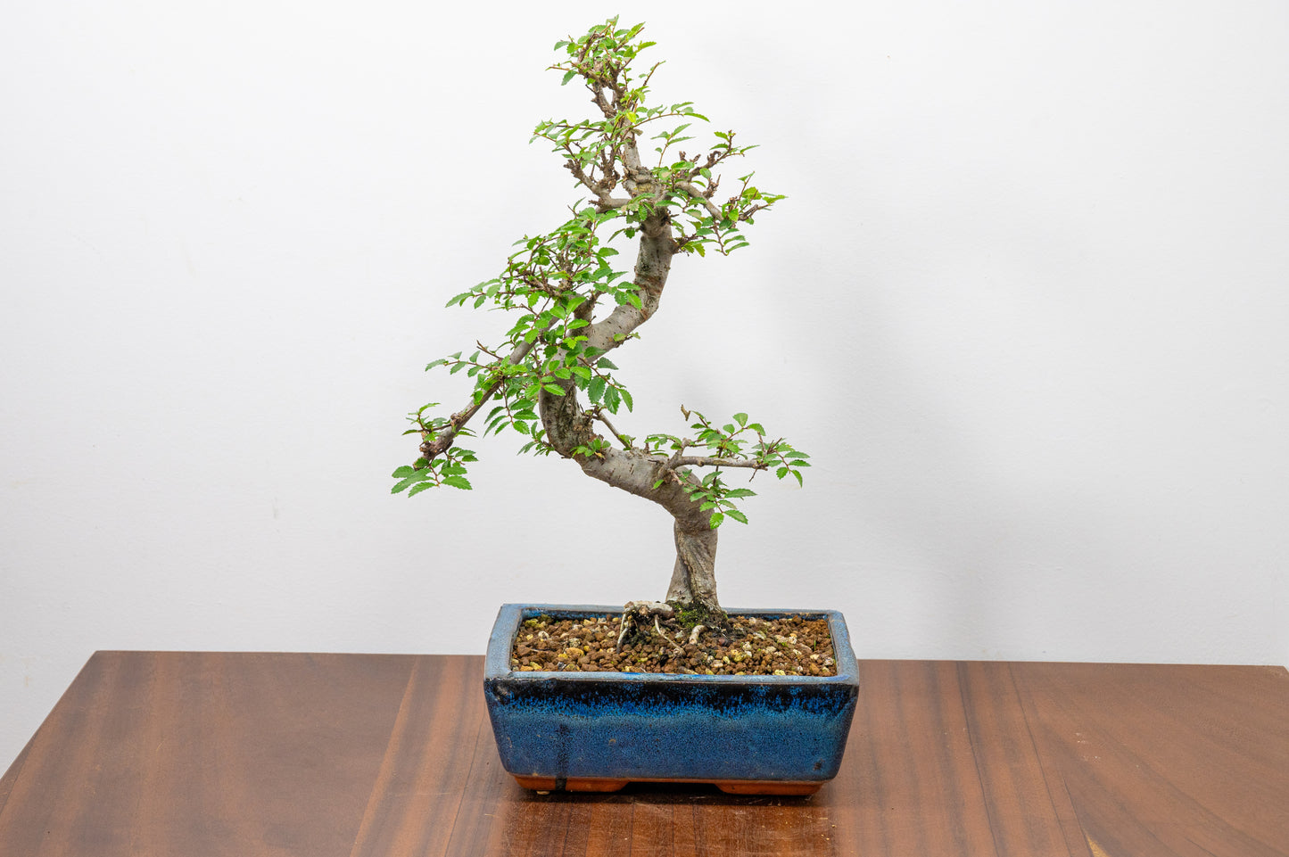 Chinese Elm Bonsai and Care Kit in 18cm Navy Ceramic Pot