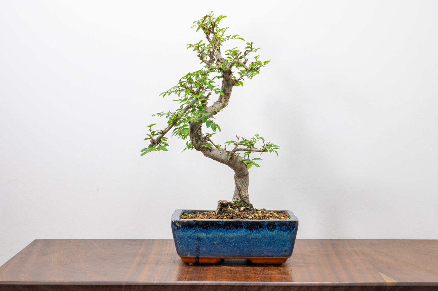 Chinese Elm Bonsai and Care Kit in 18cm Navy Ceramic Pot