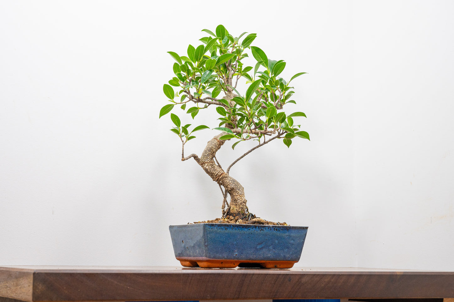 Banyan Fig Bonsai S Trunk - 18cm Blue Ceramic Pot + Care Kit