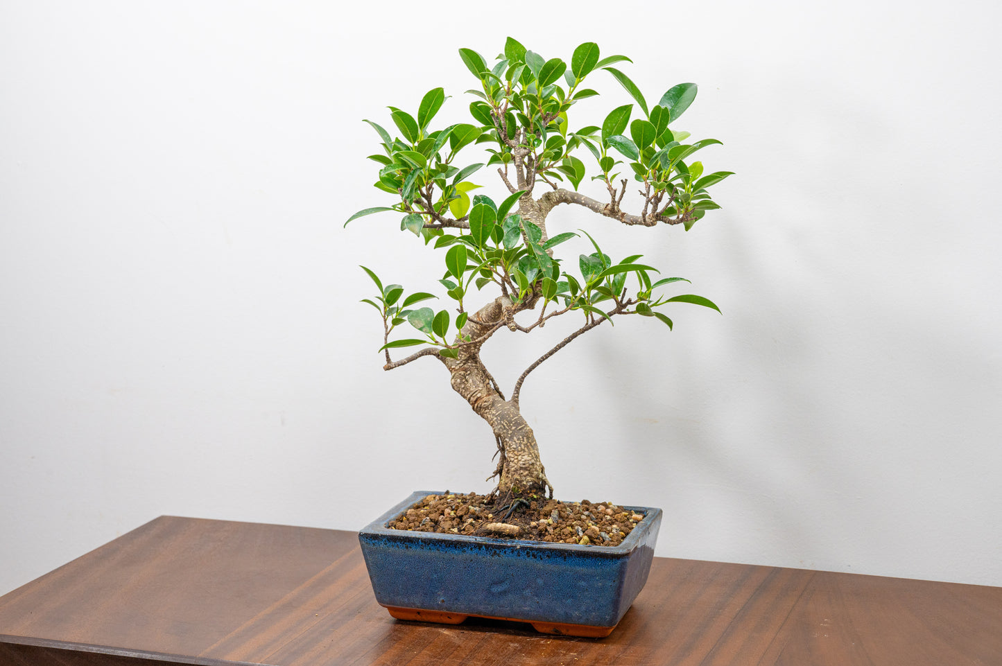Banyan Fig Bonsai S Trunk - 18cm Blue Ceramic Pot + Care Kit