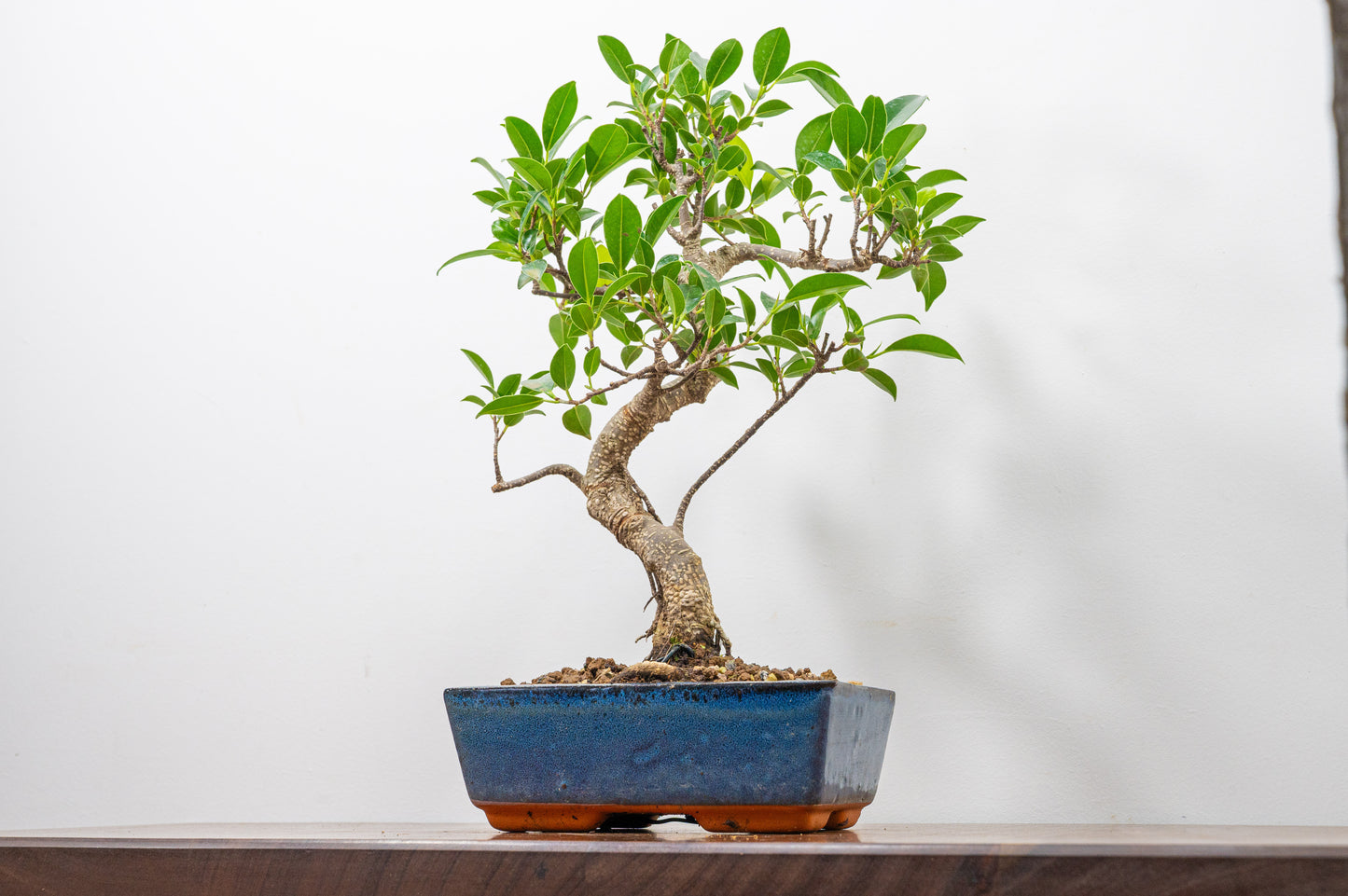 Banyan Fig Bonsai S Trunk - 18cm Blue Ceramic Pot + Care Kit