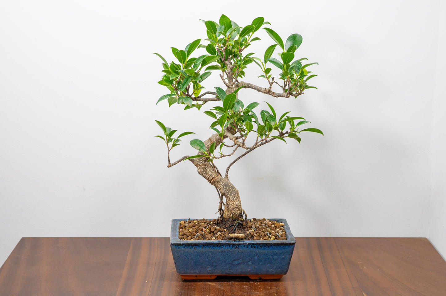 Banyan Fig Bonsai S Trunk - 18cm Blue Ceramic Pot + Care Kit