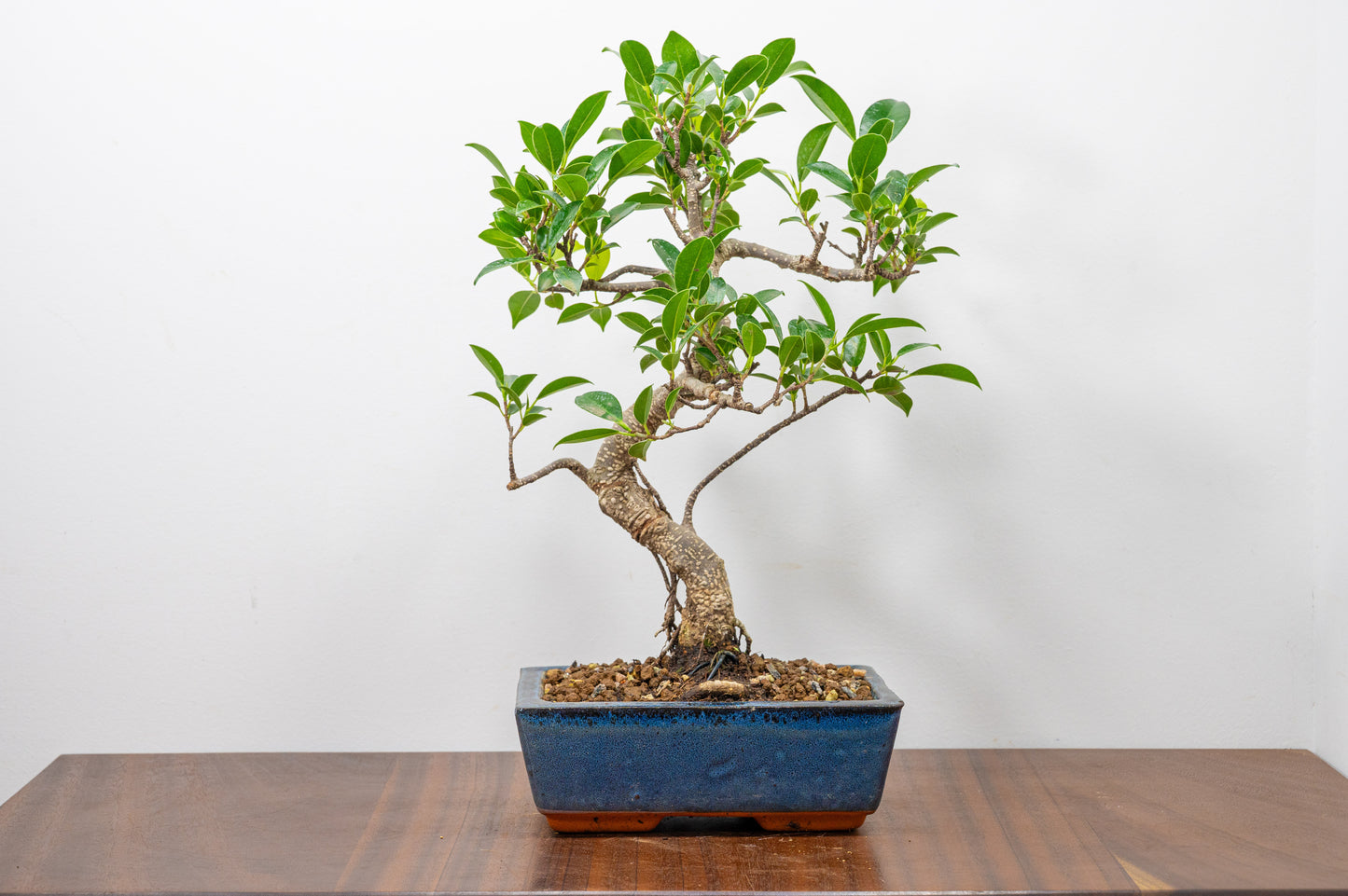 Banyan Fig Bonsai S Trunk - 18cm Blue Ceramic Pot + Care Kit
