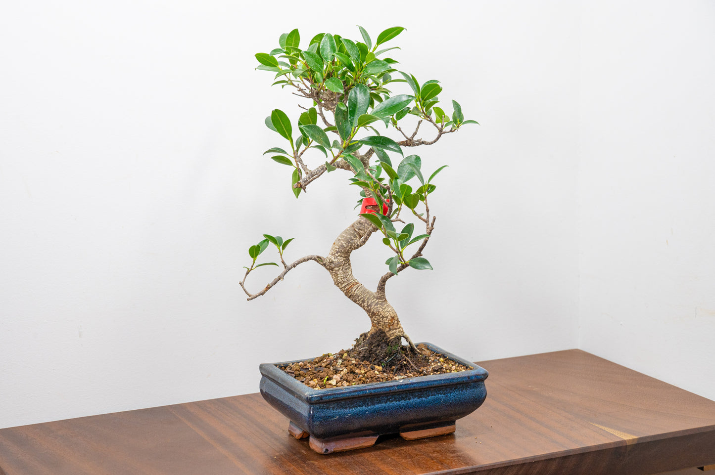 Banyan Fig Bonsai S Trunk - 18cm Blue Ceramic Pot + Care Kit