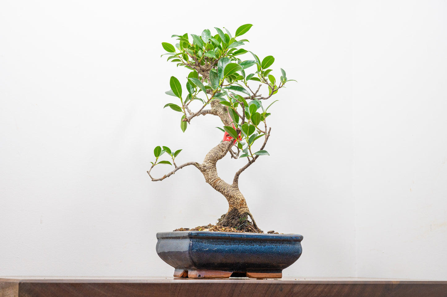Banyan Fig Bonsai S Trunk - 18cm Blue Ceramic Pot + Care Kit